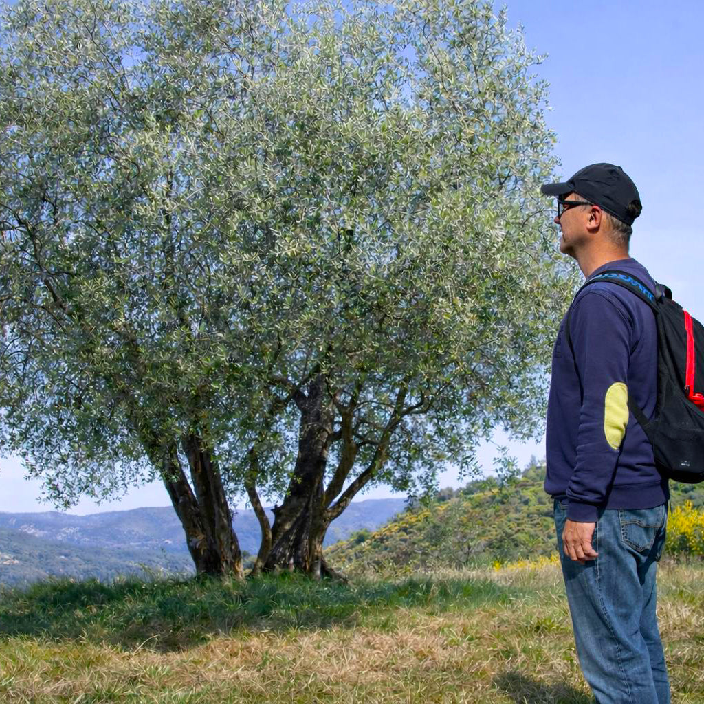 Gauthier Extra Virgin Olive Oil No.1 - Debut Saison 330ml