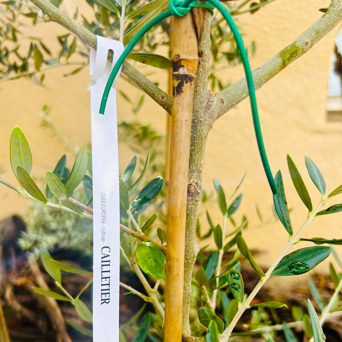 Gauthier Extra Virgin Olive Oil No.0 - Tout Saison 330ml