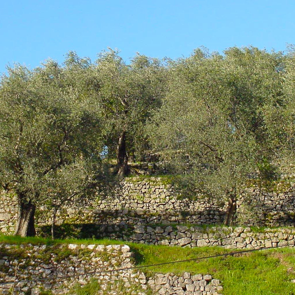 Gauthier Extra Virgin Olive Oil No.0 - Tout Saison 330ml